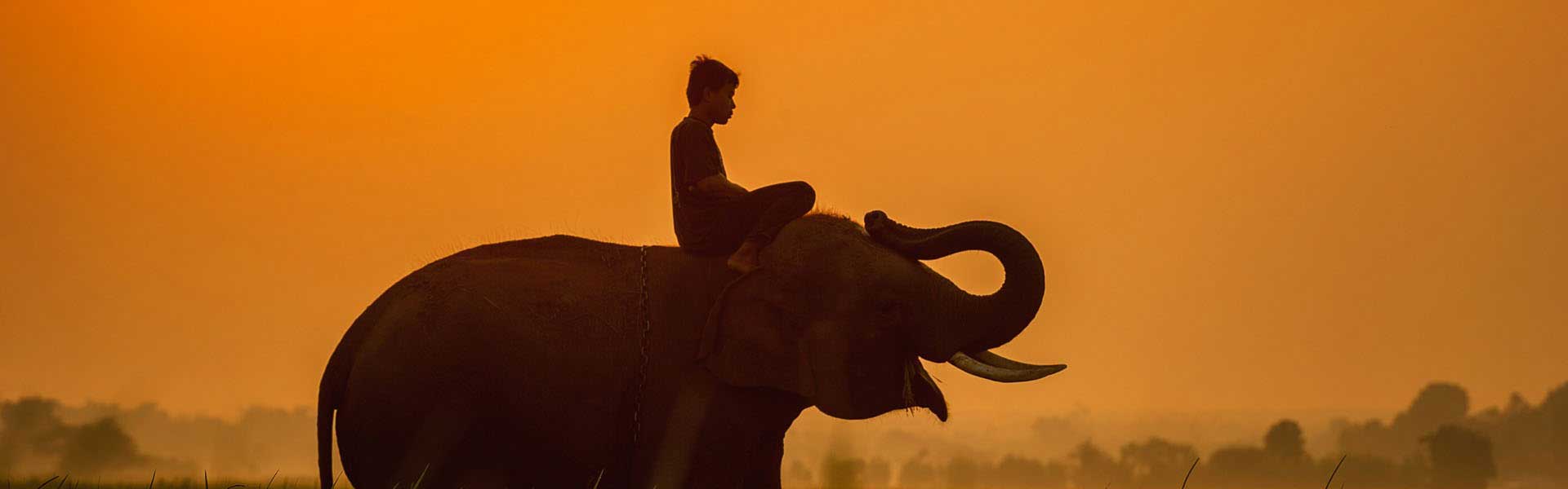 Voyage Sri-Lanka : Cornac sur son elephant